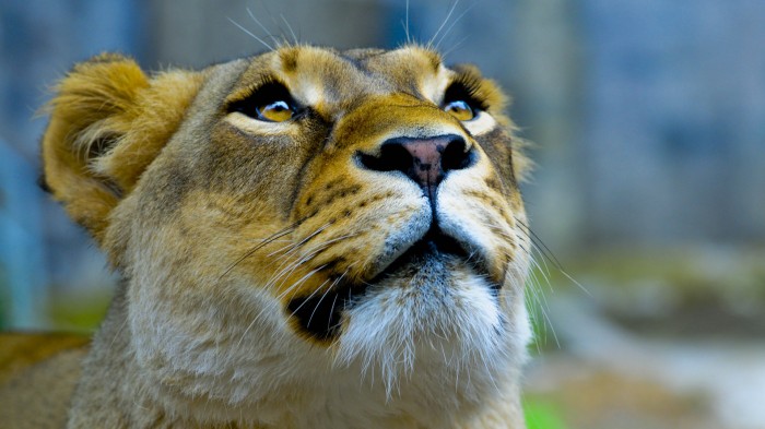 Attentive look of the lioness