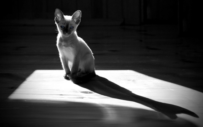 Молодой кот в солнечных лучах