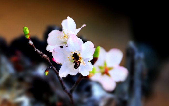 Apple blossom and insect