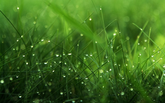Small grass and dew