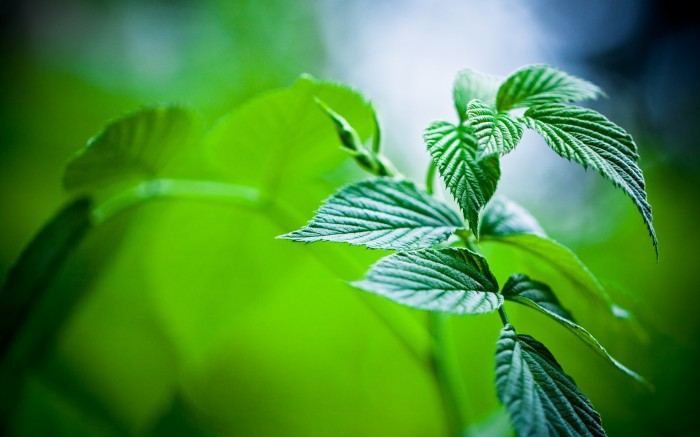 Green leaf on a green background