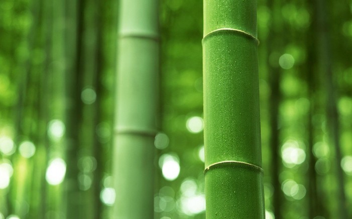 Толстые стебли бамбука
