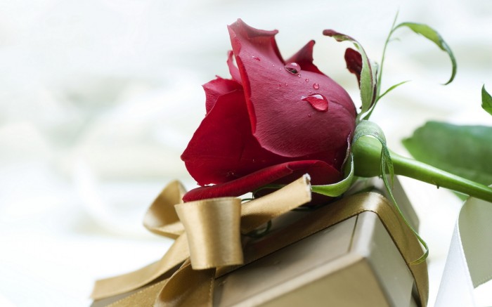 Подарок в коробке и большая роза