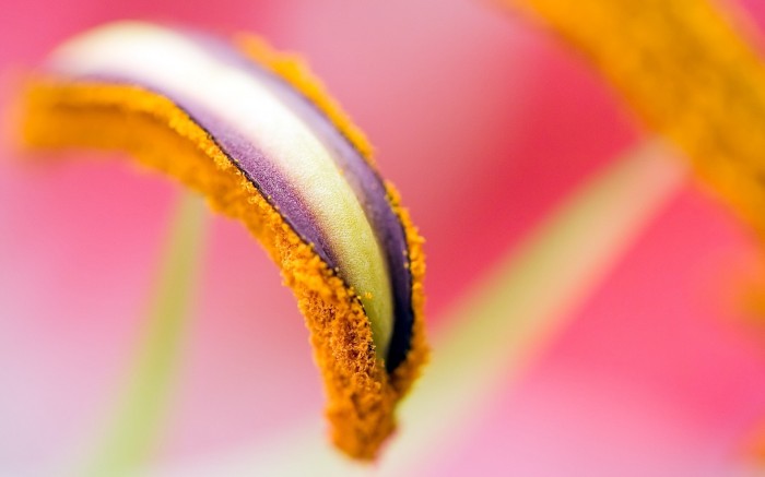 Large photo of pistil and stamens
