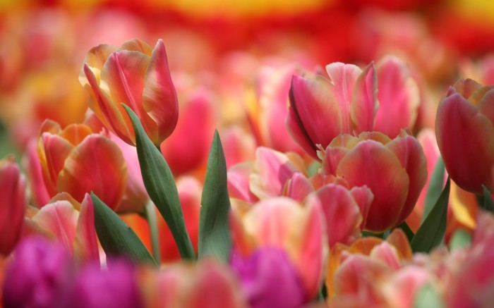 The endless sea of tulips