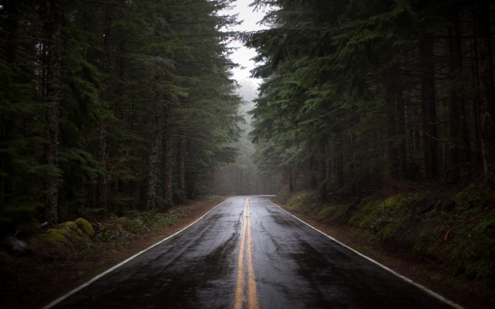 Wet road in the pine forest