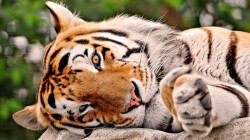The tiger lay down to rest