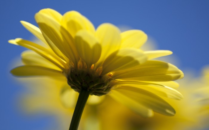 Yellow camomile on the whole sky
