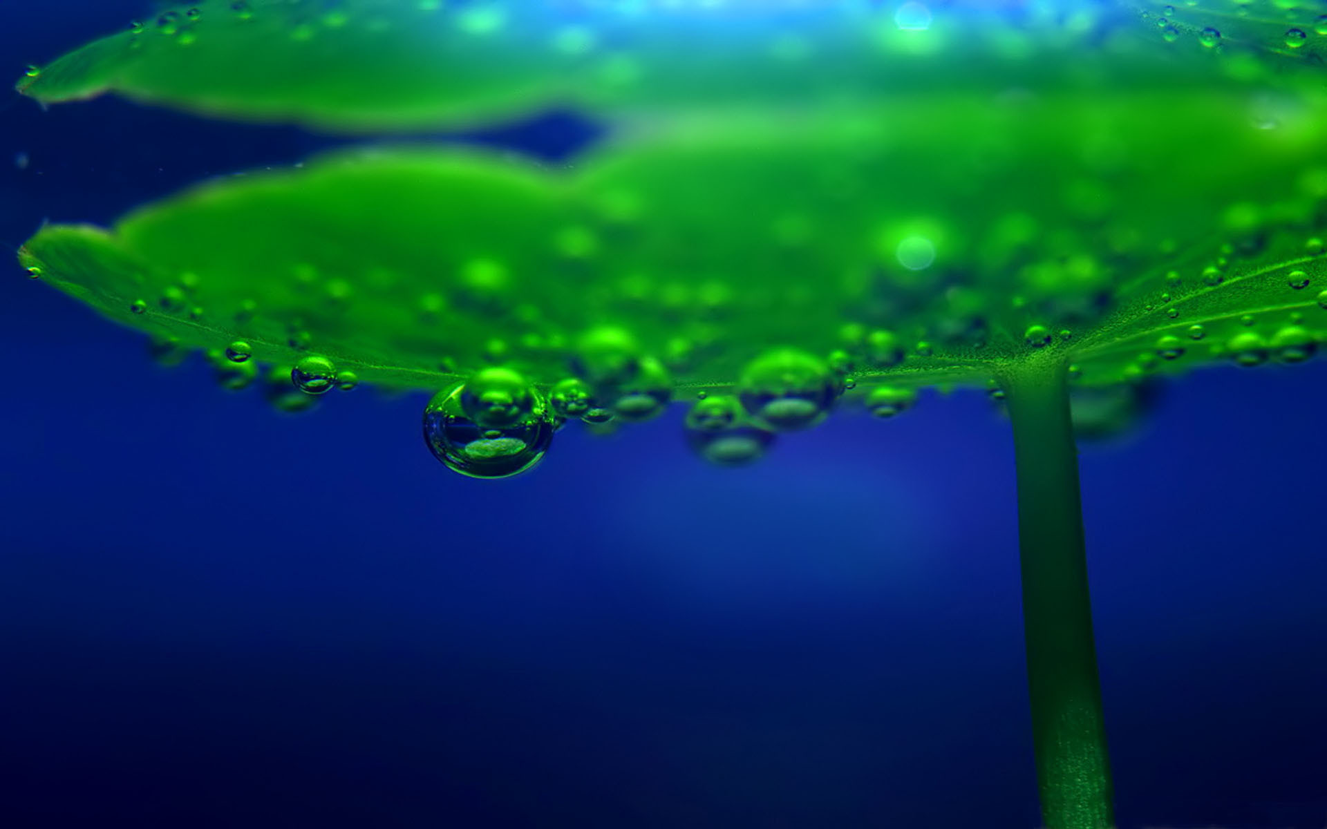 Водоросли поглощают воду. Растения под водой. Зеленая вода. Макросъемка воды. Водоросли и кислород.