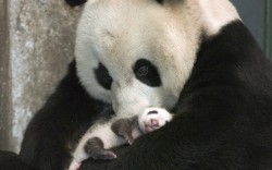 A caring panda