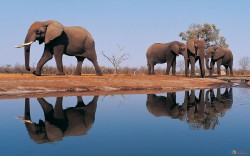Слоны у воды