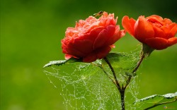 The little web on the flower