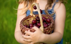 Sweet cherry in a basket