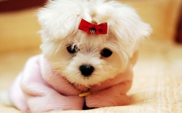 Little puppy with a bow