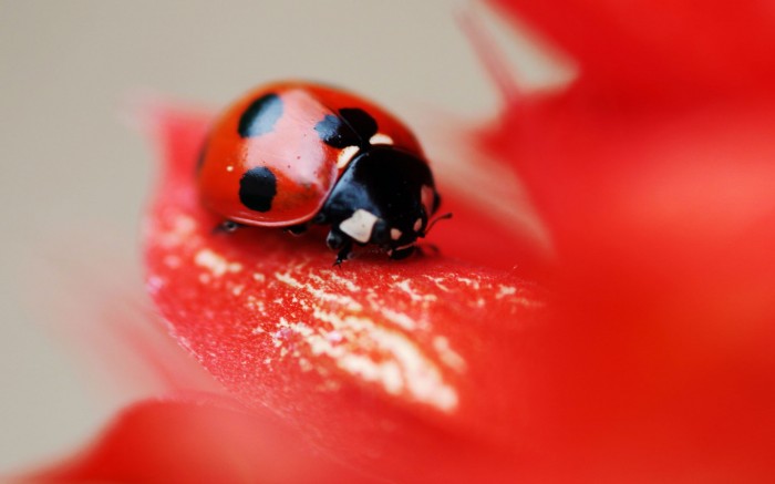 Ladybug on the red leaf