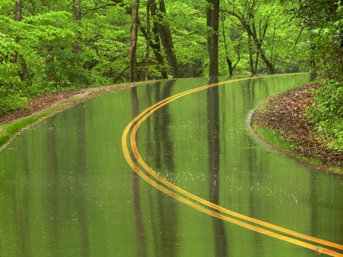 Мокрая дорога в лесу