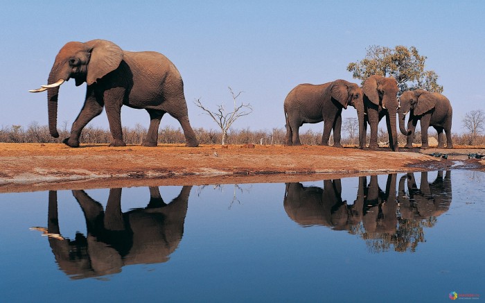 Группа слонов у воды
