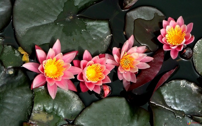 Beautiful flowers on the water