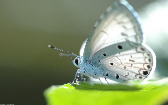 Белая бабочка на листе