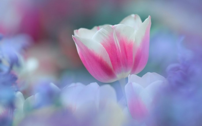Delicate pink tulip
