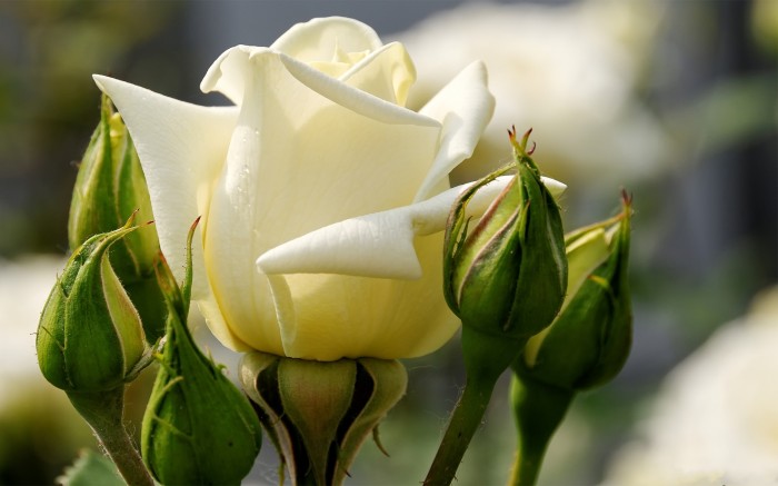 Нежная белая роза
