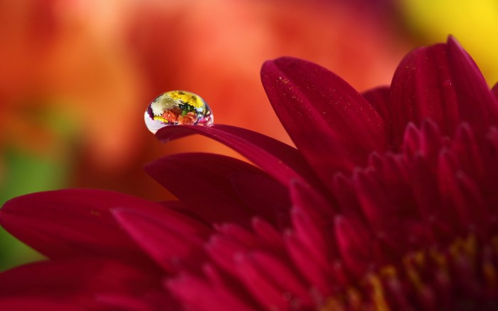 The drop on the petal of the red flower
