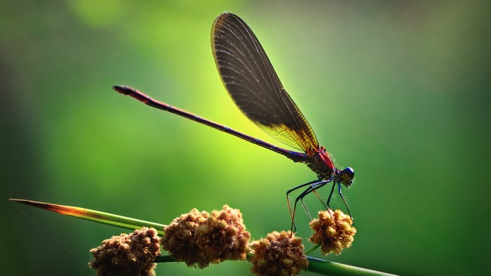 Elegant dragonfly examines the branch