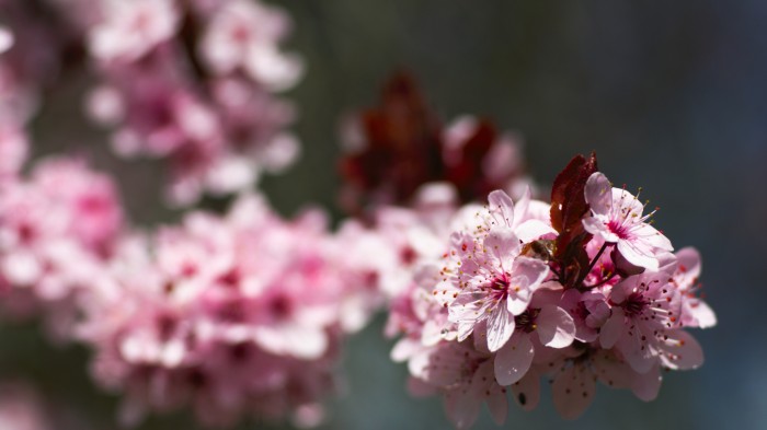 Macroscopic photography of cherry blossoms