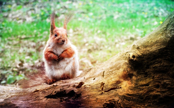 Alarmed squirrel on a log