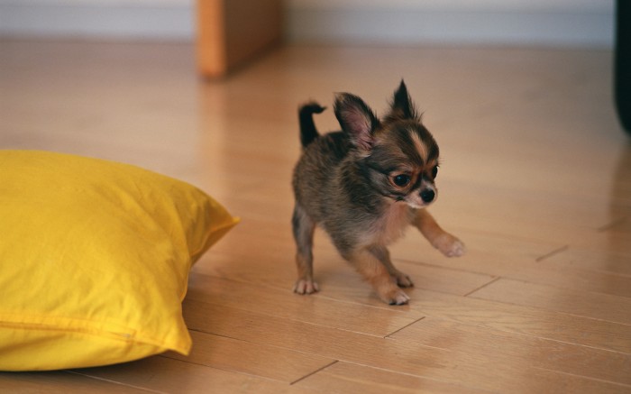 The first steps of a small puppy