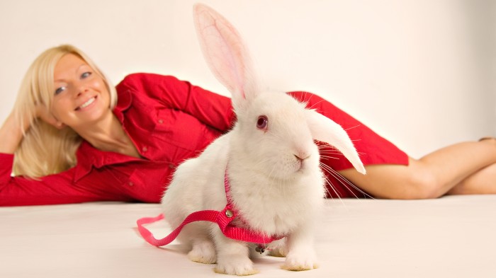 Bunny with mistress in red