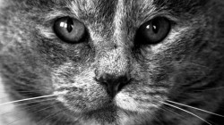 Усатый серый кот