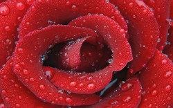 Drops on a rose