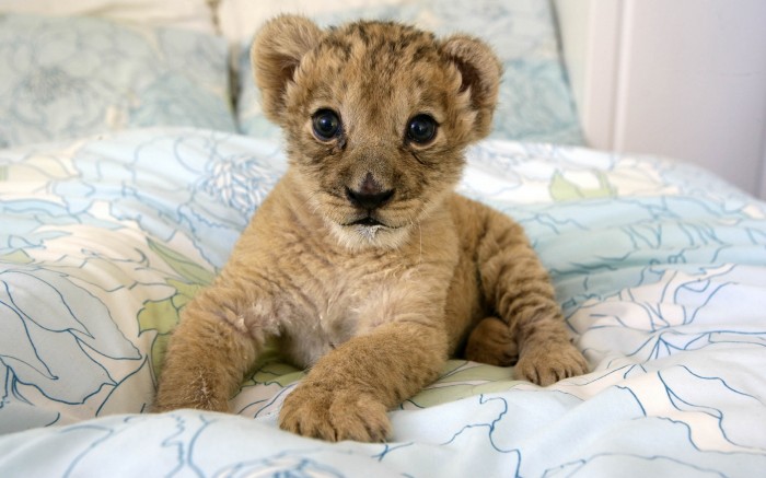 Little baby lion