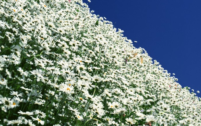 The camomile field under the open sky