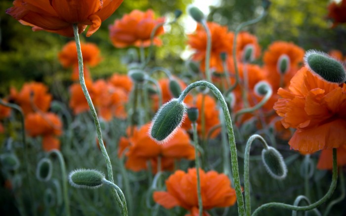 The orange poppies