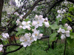 Apple-trees in bloom