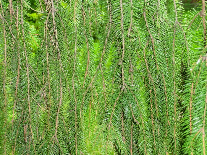 Light-green fir branches