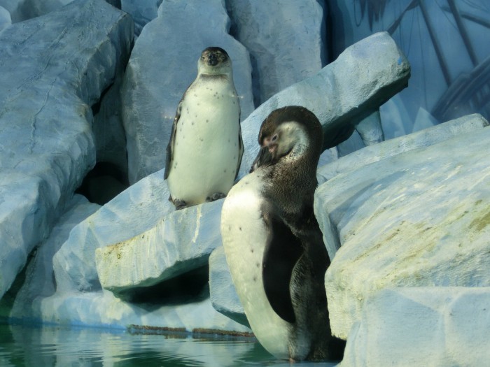 The cute penguins