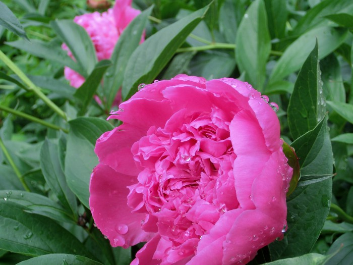 The lovely pink peony
