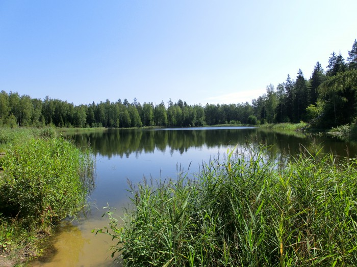The lake in the forest