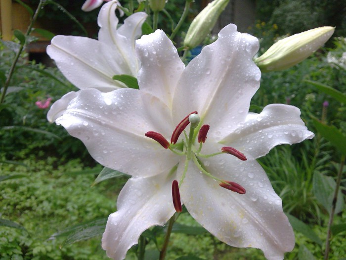 Nice white lilies