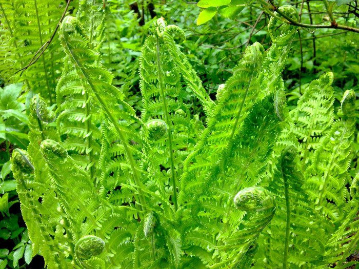 The green fern