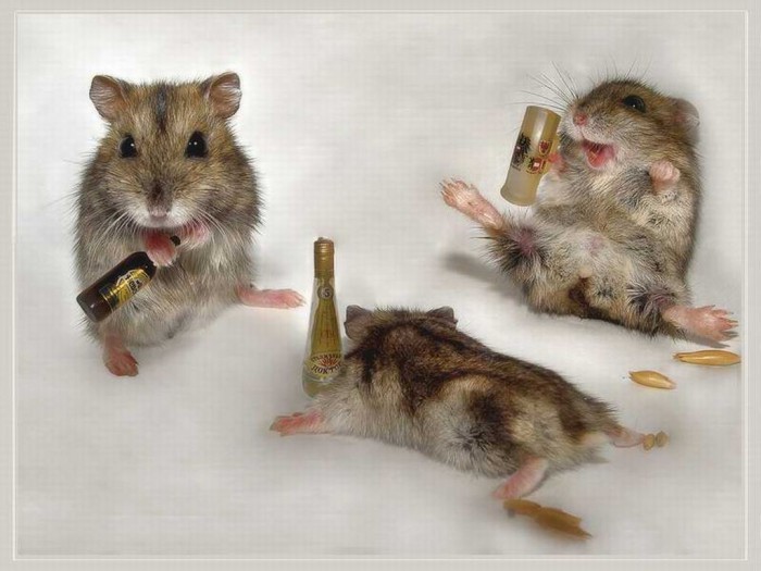 Three mice drink beer in large quantities