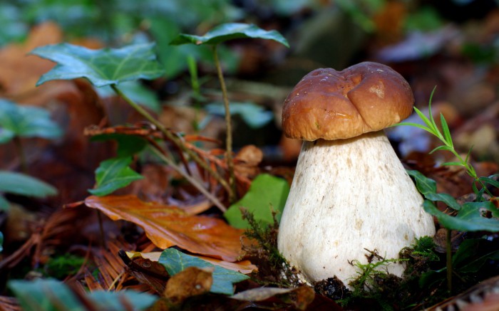 Edible boletus - mushroom
