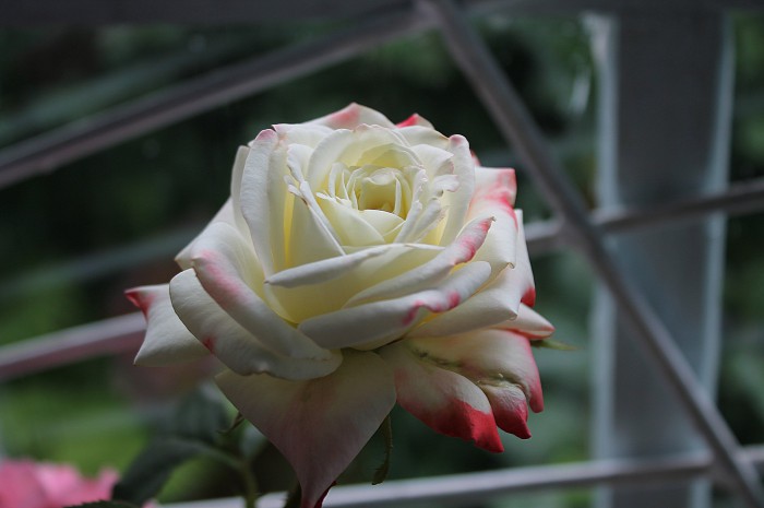 The nice rose at the window