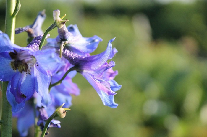 The Blue Delphinium flower