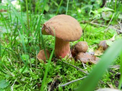 Пора за грибами