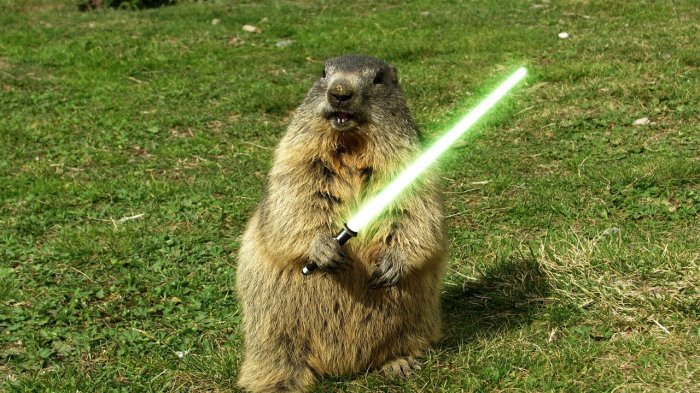 The little Jedi Marmot