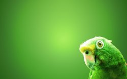 И зеленый попугай